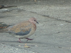 Streptopelia senegalensis senegalensis