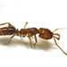 False Trapjaw Ants - Photo (c) tjeales, some rights reserved (CC BY-SA)