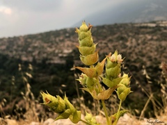 Sideritis perfoliata