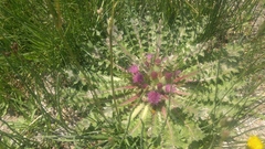 Cirsium scariosum congdonii