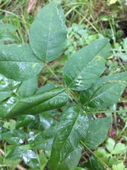 Vicia venosa baicalensis