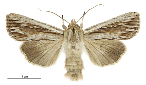 Southern Armyworm photo 4