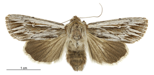 Southern Armyworm photo 5