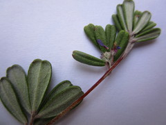 Indigofera sp9
