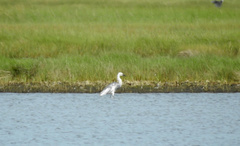 Egretta thula × tricolor
