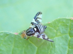 Rhagoletis pomonella