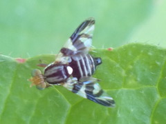 Rhagoletis pomonella