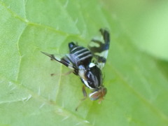 Rhagoletis pomonella