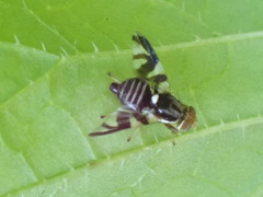 Rhagoletis pomonella