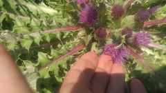 Cirsium scariosum congdonii