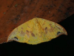 Tridrepana microcrocea