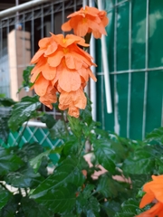 Crossandra albolineata