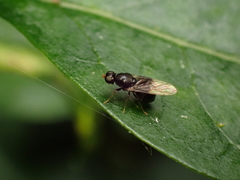 Pachygaster atra