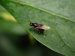 Pachygaster atra
