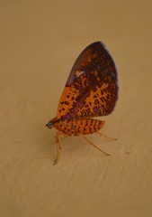 Hagnagora croceitincta