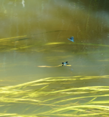 Calopteryx splendens