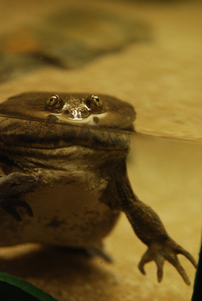 Budgett's Frog