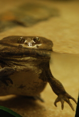 Budgett's Frog photo 1