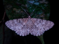 Geometridae