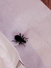 Otiorhynchus sulcatus