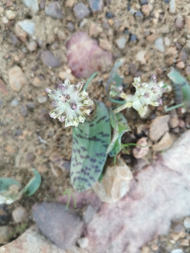 Lachenalia aurioliae