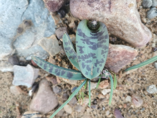 Lachenalia aurioliae