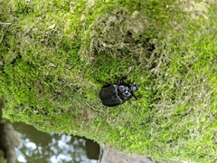 Osmoderma eremicola