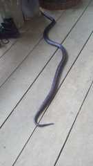 Lampropeltis micropholis