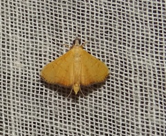 Mabra nigriscripta