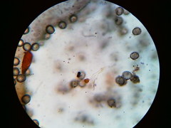 Physarum psittacinum