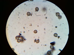 Physarum psittacinum