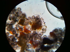 Physarum psittacinum