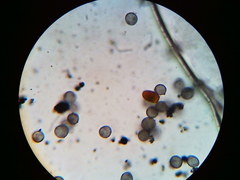 Physarum psittacinum