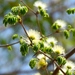 Chloroleucon mangense leucospermum - Photo (c) Francisco Farriols Sarabia, alguns direitos reservados (CC BY), uploaded by Francisco Farriols Sarabia