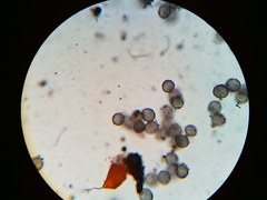 Physarum psittacinum