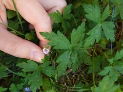 Geranium sibiricum