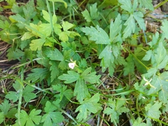 Geranium sibiricum