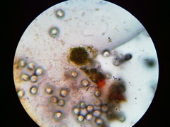 Physarum psittacinum