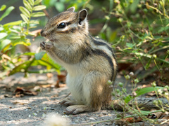 Eutamias sibiricus