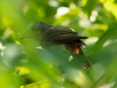 Phoenicurus phoenicurus