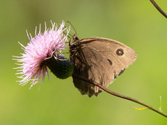 Minois dryas