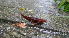 Paramesotriton hongkongensis