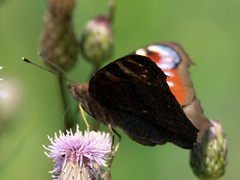 Aglais io