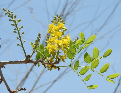 Coulteria platyloba