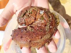 Holothuria arguinensis