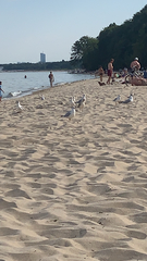 Chroicocephalus ridibundus