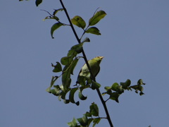 Hylophilus thoracicus