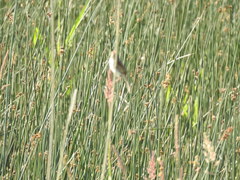 Cistothorus palustris