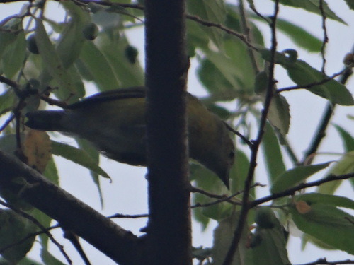 Hylophilus pectoralis