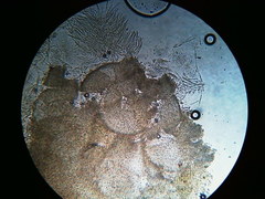 Hypomyces tremellicola